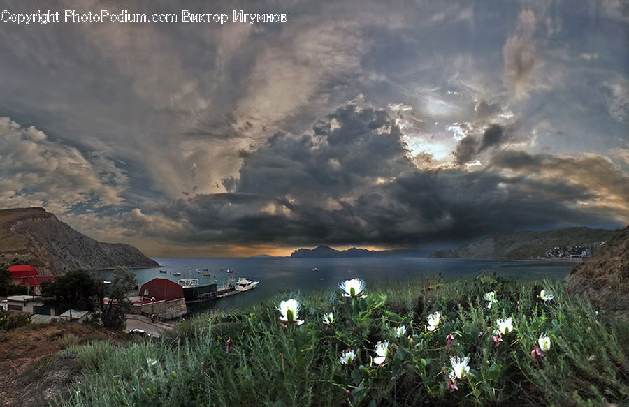 Flora, Flower, Hibiscus, Plant, Poppy, Cloud, Cumulus