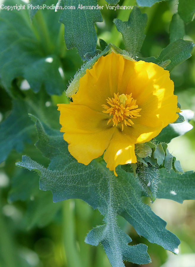 Cactus, Plant, Blossom, Flora, Flower, Poppy, Produce