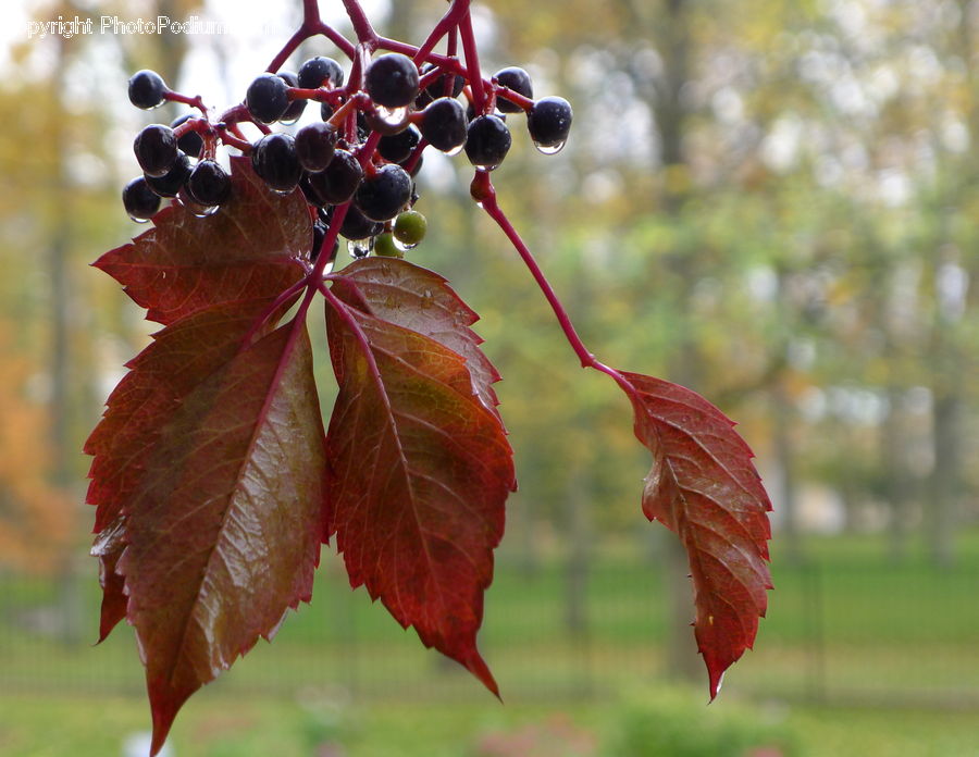 Fruit, Grapes, Maple, Maple Leaf, Plant, Blueberry, Blossom