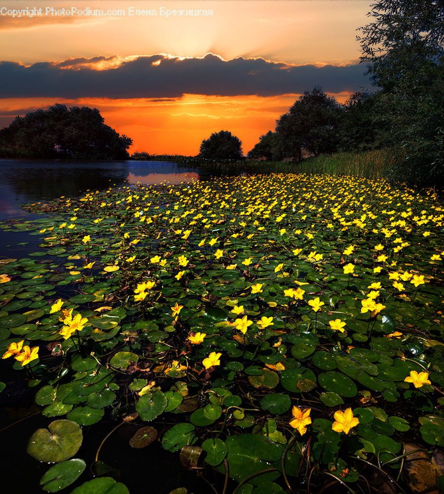 Flower, Lily, Plant, Pond Lily, Outdoors, Pond, Water