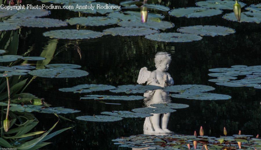 People, Person, Human, Flower, Lily, Plant, Pond Lily