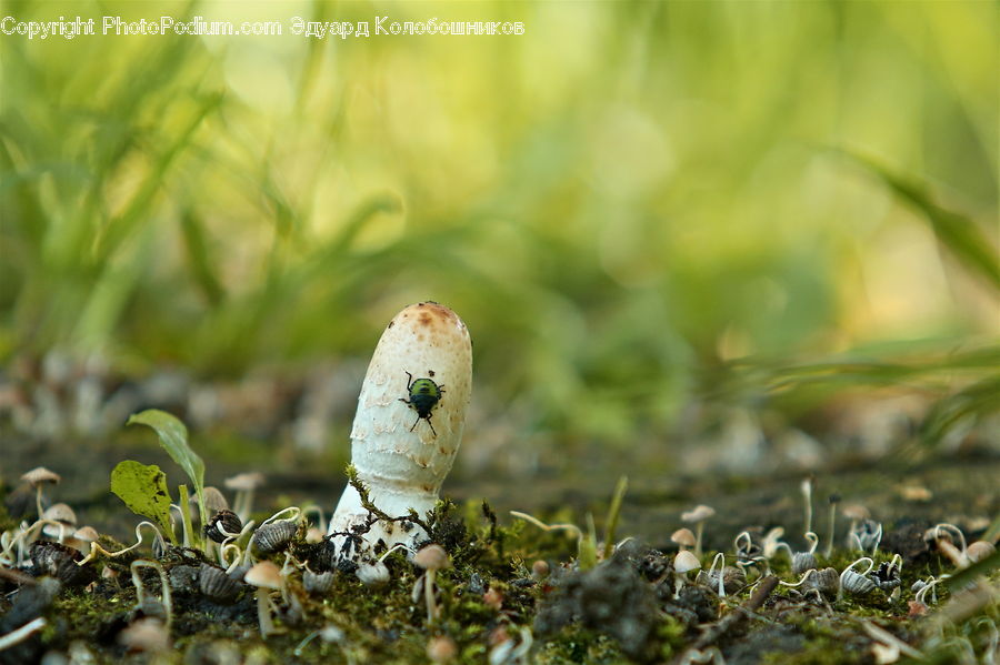 Moss, Plant, Agaric, Amanita, Fungus, Mushroom, Ant