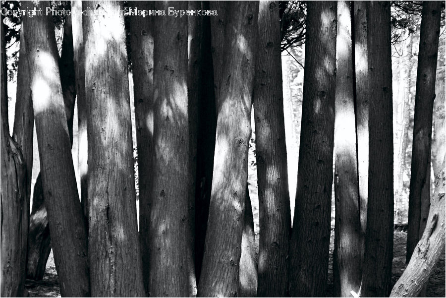 Forest, Vegetation, Fir, Grove, Birch, Tree, Wood