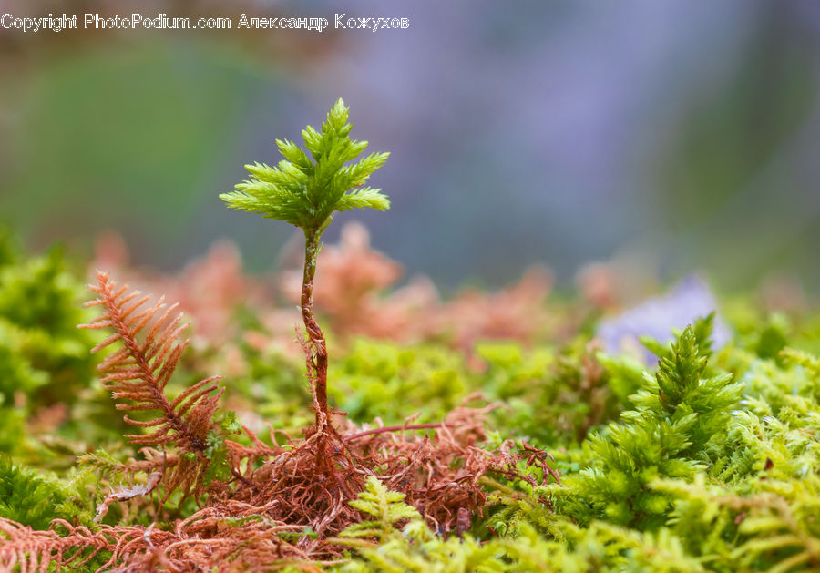 Conifer, Fir, Plant, Tree, Asteraceae, Blossom, Flora