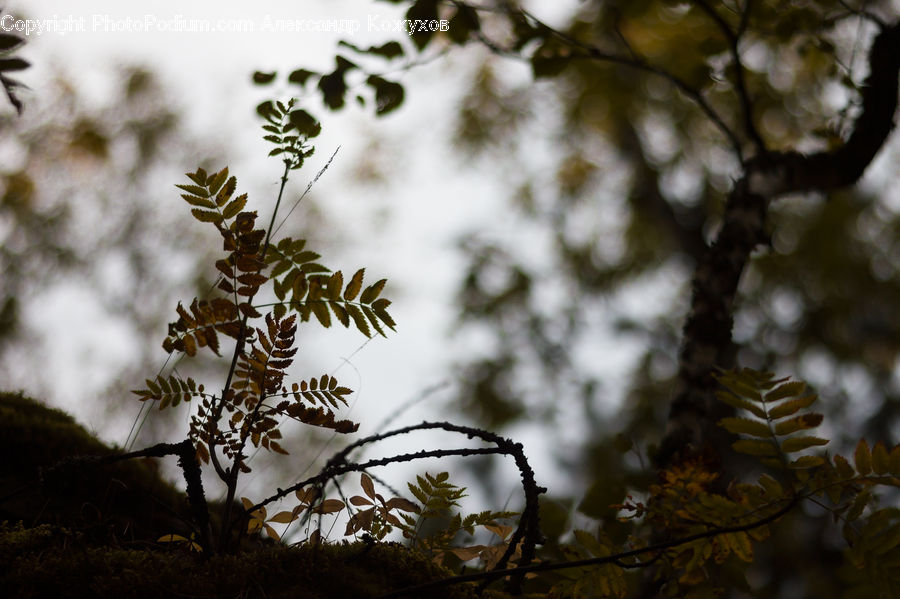 Conifer, Fir, Plant, Tree, Fern, Oak, Sycamore
