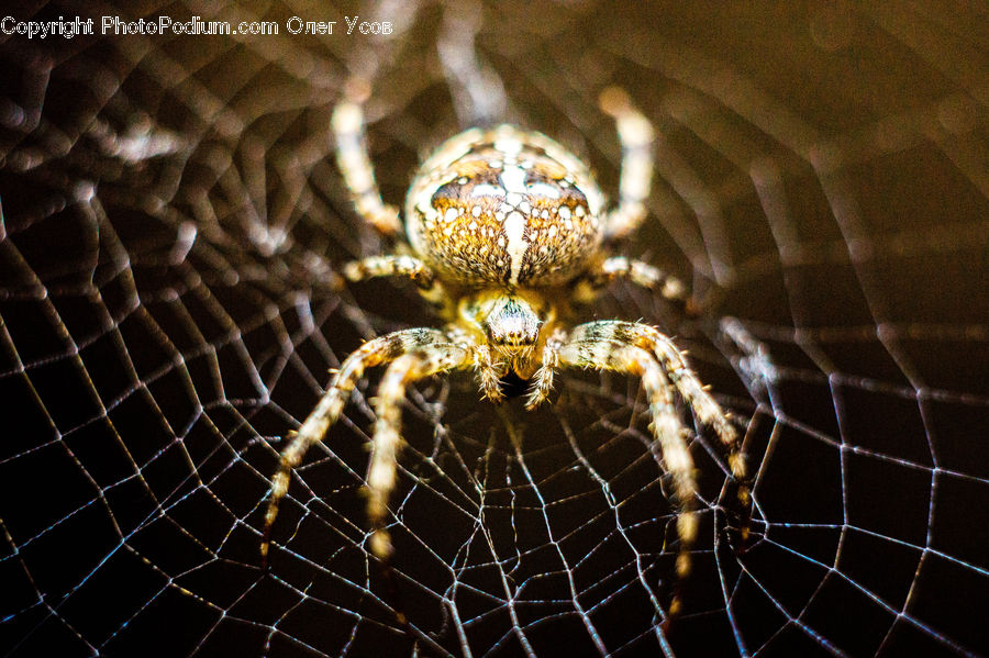 Arachnid, Garden Spider, Insect, Invertebrate, Spider