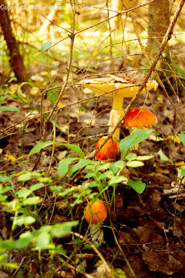 Ground, Soil, Blossom, Flora, Flower, Plant, Forest