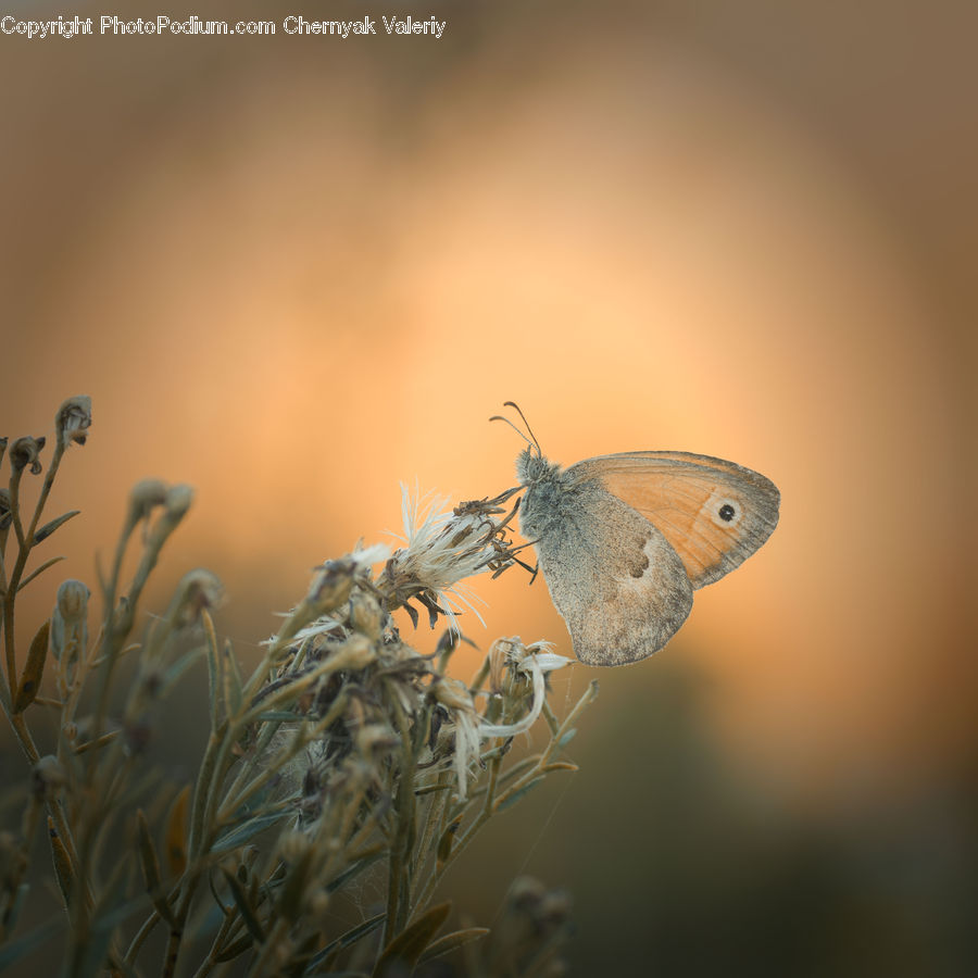 Bird, Blue Jay, Bluebird, Jay, Plant, Weed, Butterfly