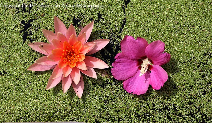 People, Person, Human, Plant, Potted Plant, Blossom, Dahlia