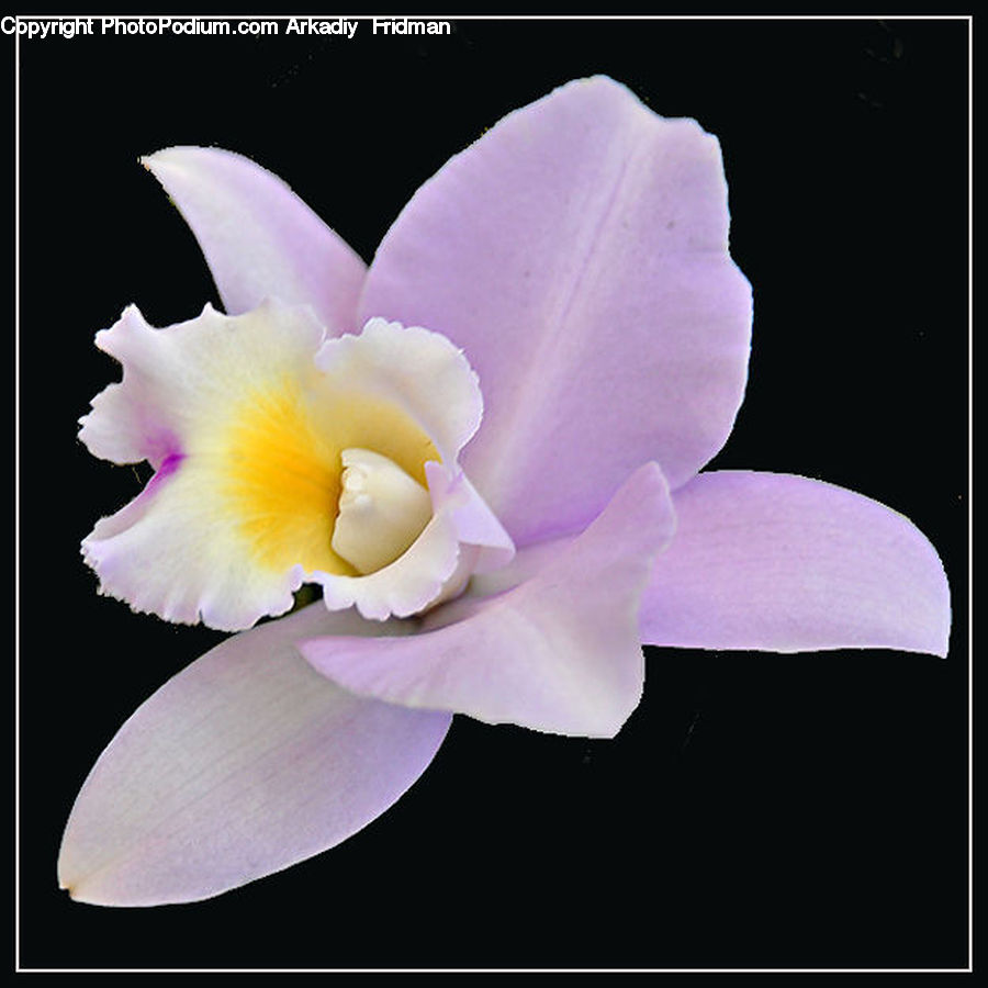 Blossom, Flora, Flower, Plant, Orchid, Daffodil, Petal