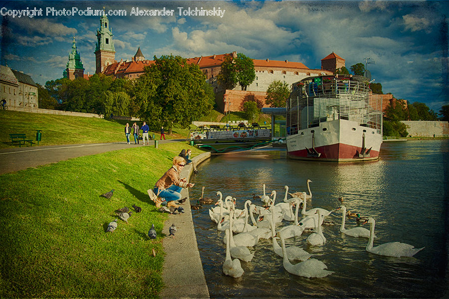 Bird, Swan, Waterfowl, Cruise Ship, Ferry, Freighter, Ship