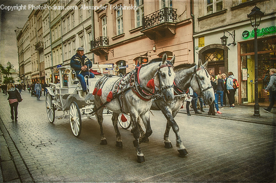 Carriage, Horse Cart, Vehicle, Animal, Horse, Mammal, Buggy