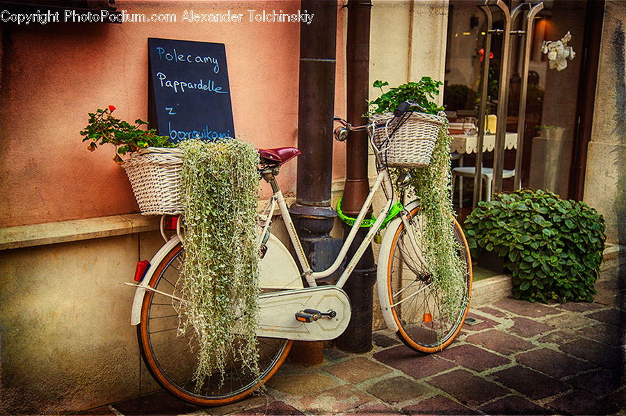 Bicycle, Bike, Vehicle, Plant, Potted Plant, Bush, Vegetation