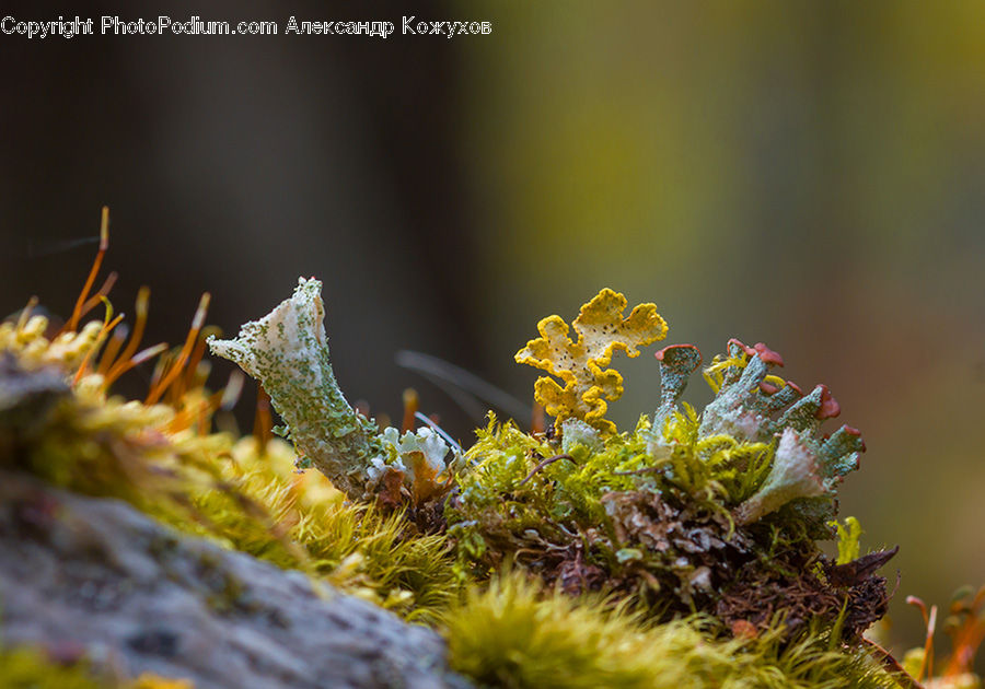 Moss, Plant, Conifer, Fir, Tree, Flora, Pollen