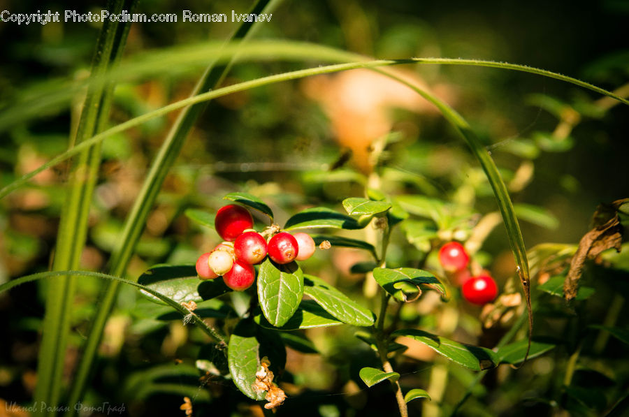 Cherry, Fruit, Plant, Blossom, Flora, Flower, Conifer