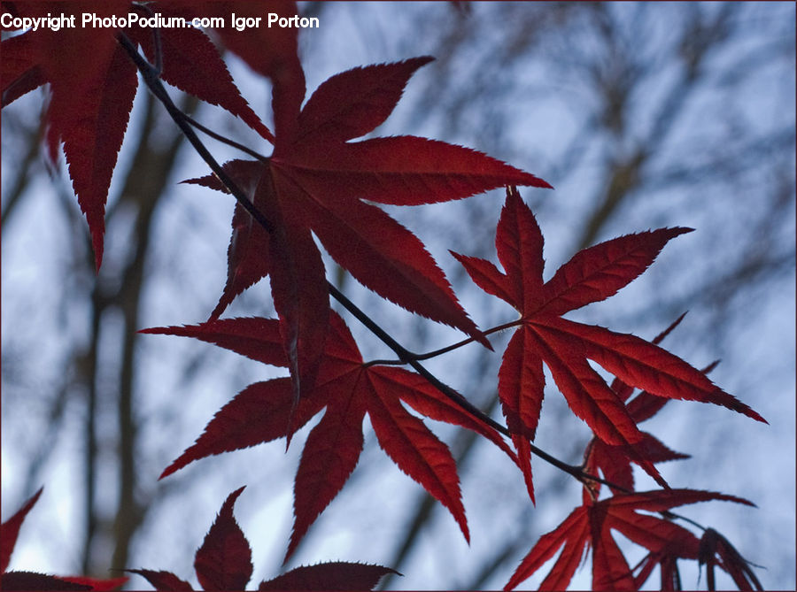 Maple, Tree, Wood, Veins, Flora, Flower, Gladiolus