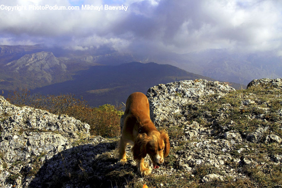 Animal, Canine, Fox, Mammal, Red Fox, Cocker Spaniel, Dog