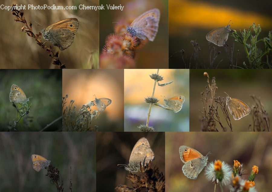 Frost, Ice, Outdoors, Snow, Collage, Poster, Butterfly