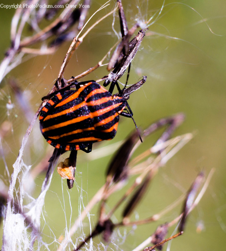 Arachnid, Garden Spider, Insect, Invertebrate, Spider, Argiope, Field