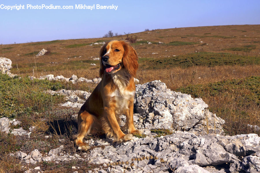 Animal, Beagle, Canine, Dog, Hound, Mammal, Pet