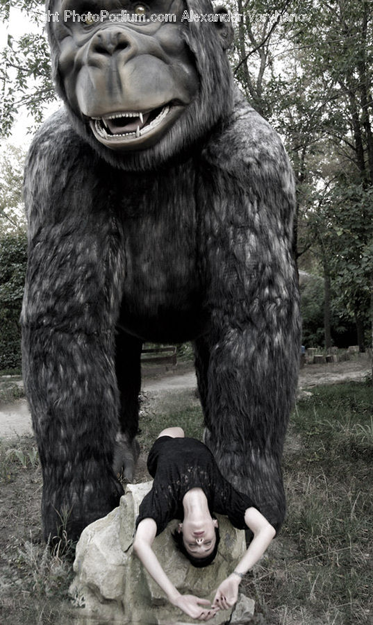 Animal, Ape, Mammal, Monkey, Fir, Forest, Grove