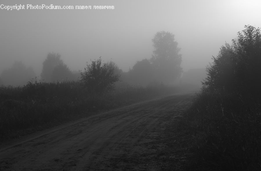 Fog, Countryside, Outdoors, Forest, Vegetation, Dirt Road, Gravel