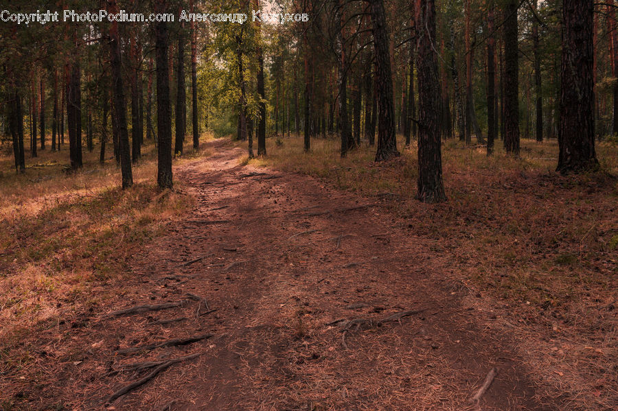Forest, Vegetation, Dirt Road, Gravel, Road, Path, Walkway