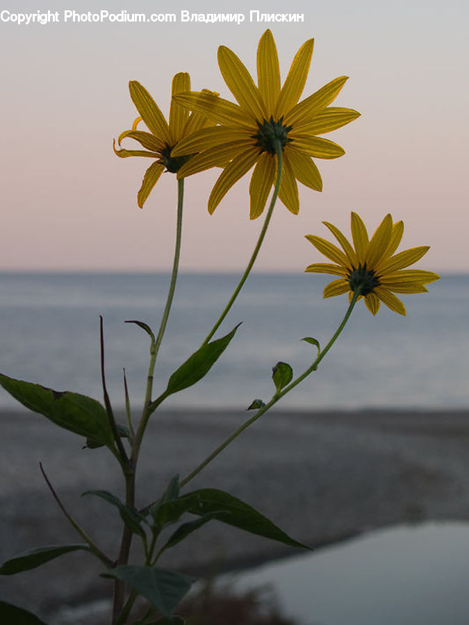 Acanthaceae, Annonaceae, Blossom, Flora, Plant, Flower, Sunflower