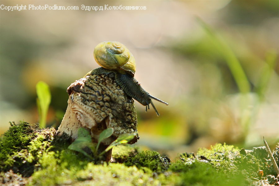 Invertebrate, Snail, Algae, Moss, Plant, Aphid, Insect
