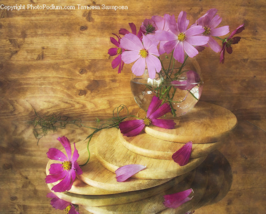 Cosmos, Blossom, Crocus, Flora, Flower, Plant, Geranium