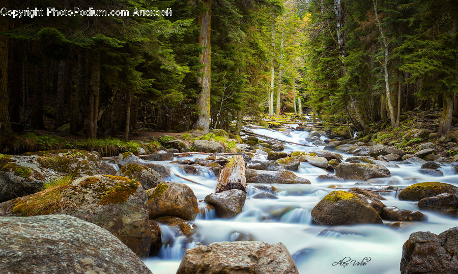 Creek, Outdoors, River, Water, Rock, Forest, Vegetation