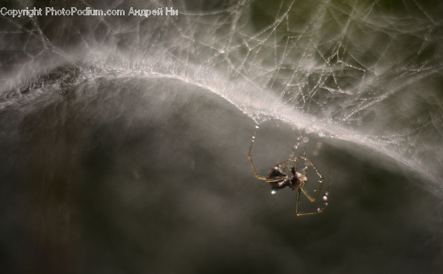 Arachnid, Garden Spider, Insect, Invertebrate, Spider