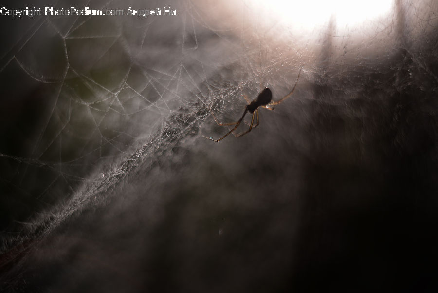Arachnid, Garden Spider, Insect, Invertebrate, Spider