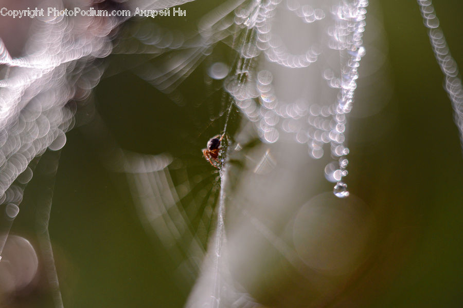 Arachnid, Garden Spider, Insect, Invertebrate, Spider, Droplet, Blossom