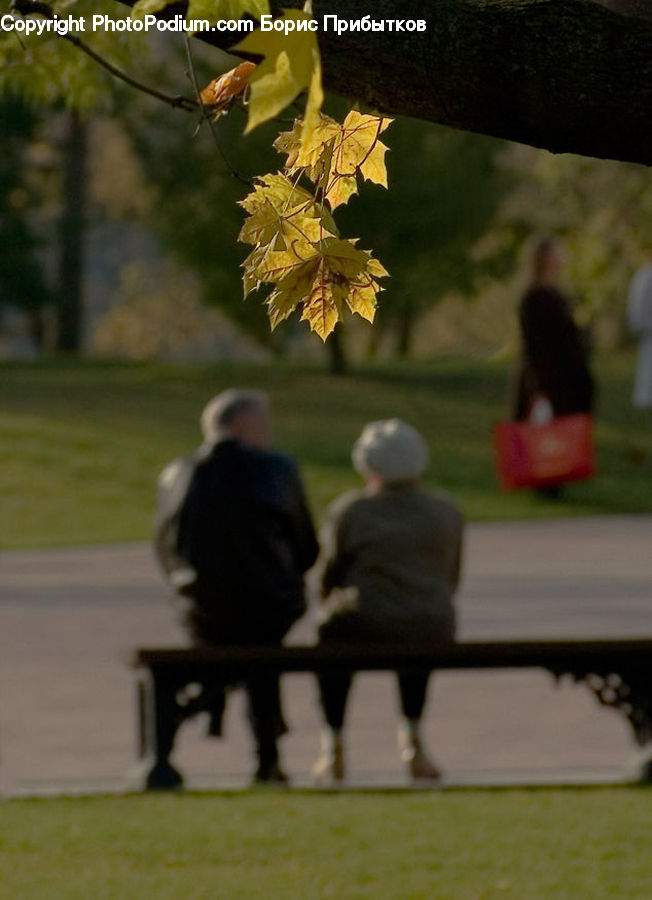 People, Person, Human, Maple, Maple Leaf, Plant, Tree