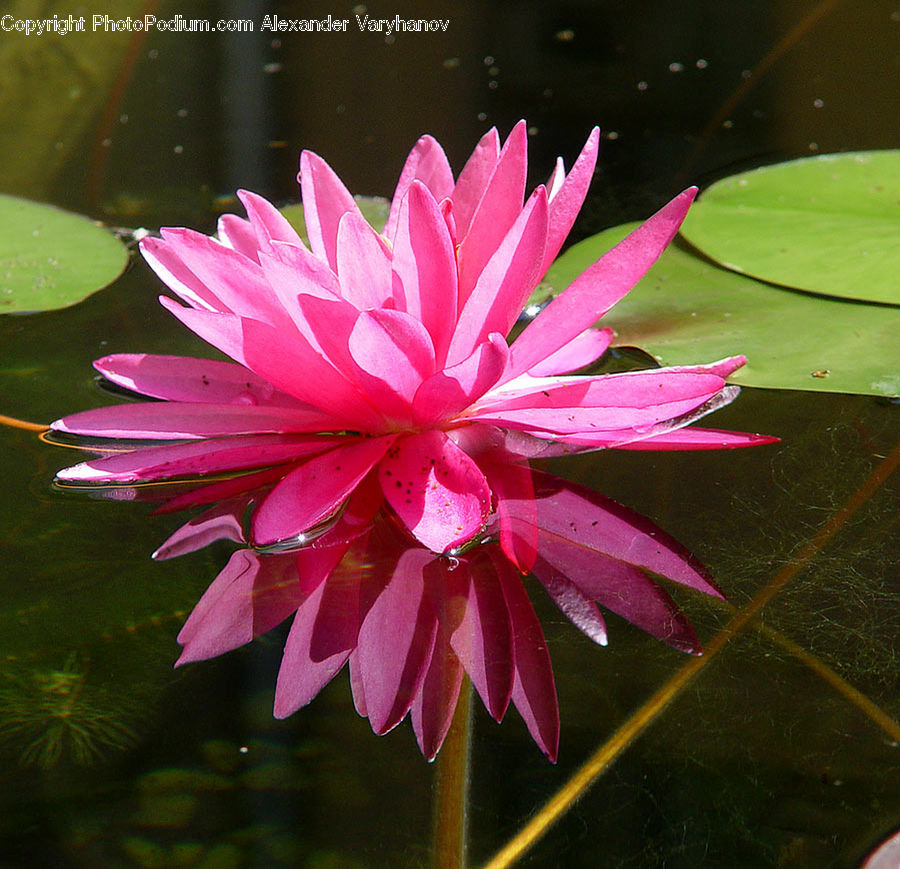 Flower, Lily, Plant, Pond Lily, Blossom, Flora, Dahlia