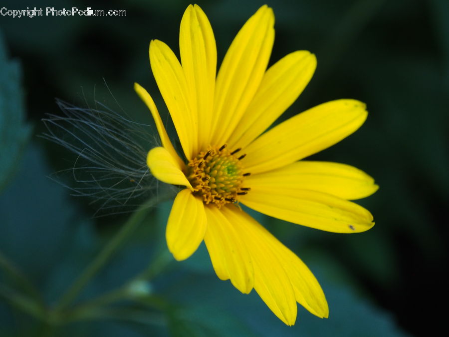 Asteraceae, Blossom, Flora, Flower, Plant, Daisies, Daisy