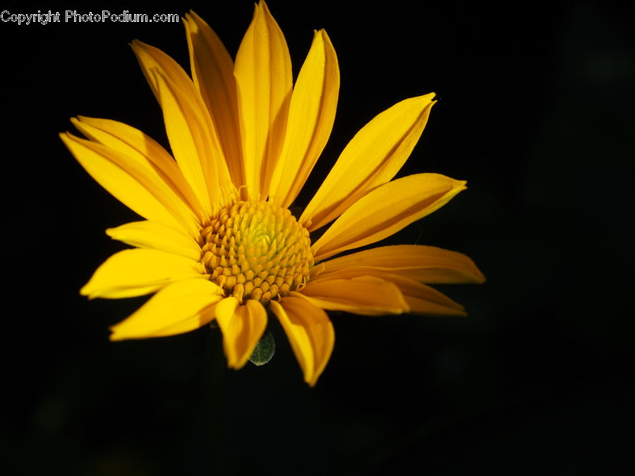 Flora, Flower, Plant, Treasure Flower, Daisies, Daisy, Asteraceae