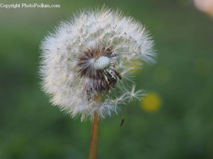 Dandelion, Flower, Plant, Blossom, Flora