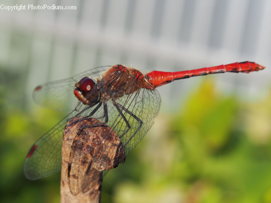 Anisoptera, Dragonfly, Insect, Invertebrate