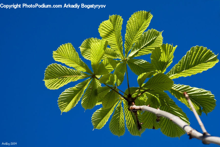 Plant, Apiaceae, Blossom, Flora, Flower, Conifer, Fir