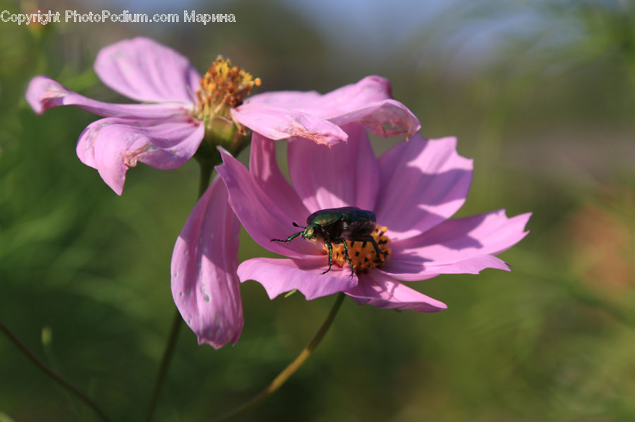 Cosmos, Blossom, Flora, Flower, Geranium, Plant, Bee