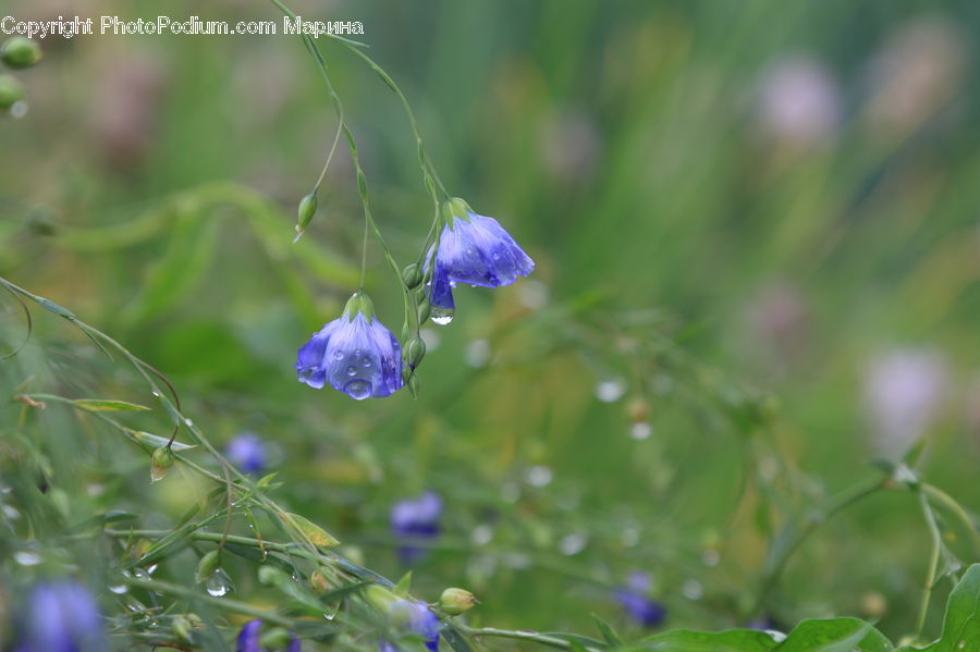 Fiber, Flax, Flora, Flower, Plant, Bird, Blue Jay