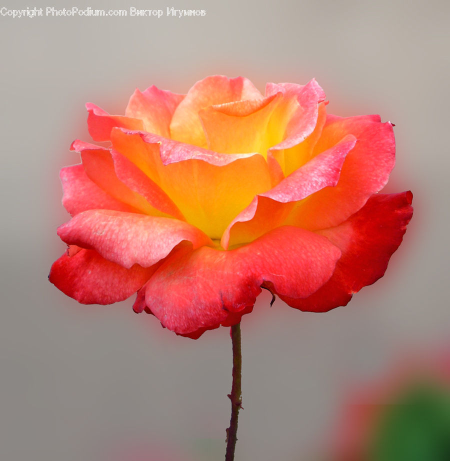 Blossom, Carnation, Flower, Plant, Flora, Hibiscus, Poppy