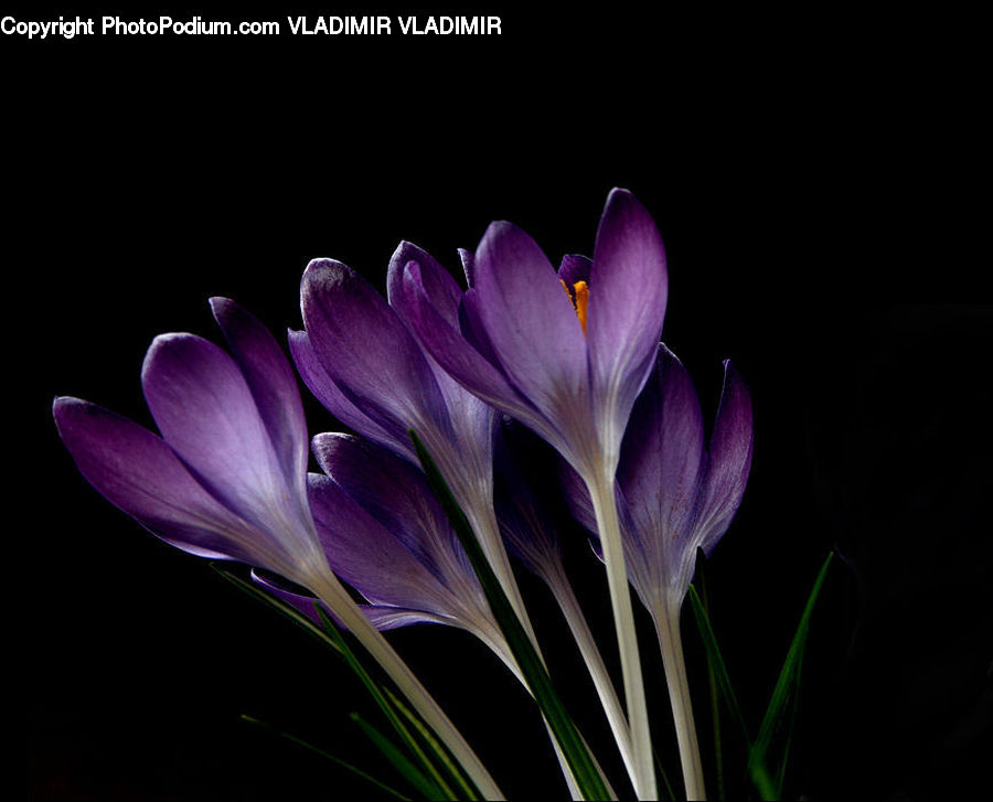 Blossom, Crocus, Flora, Flower, Plant