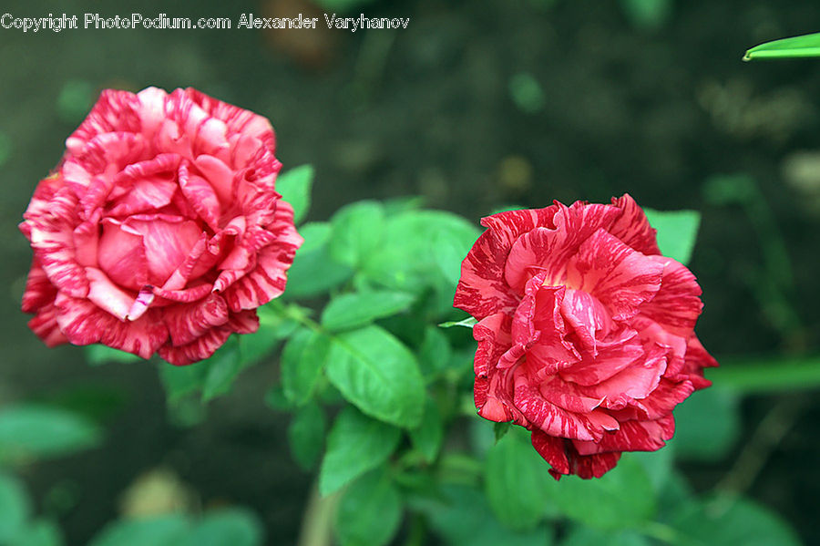 Blossom, Carnation, Flower, Plant, Flora, Geranium