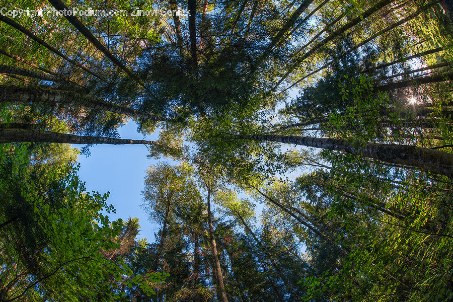 Conifer, Fir, Plant, Tree, Redwood, Wood, Forest