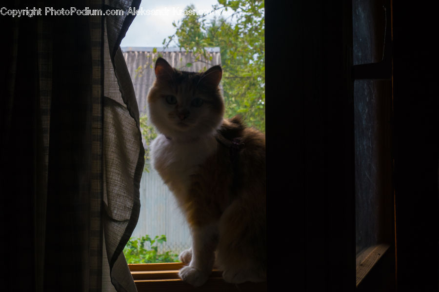Animal, Cat, Mammal, Manx, Pet, Siamese, Abyssinian