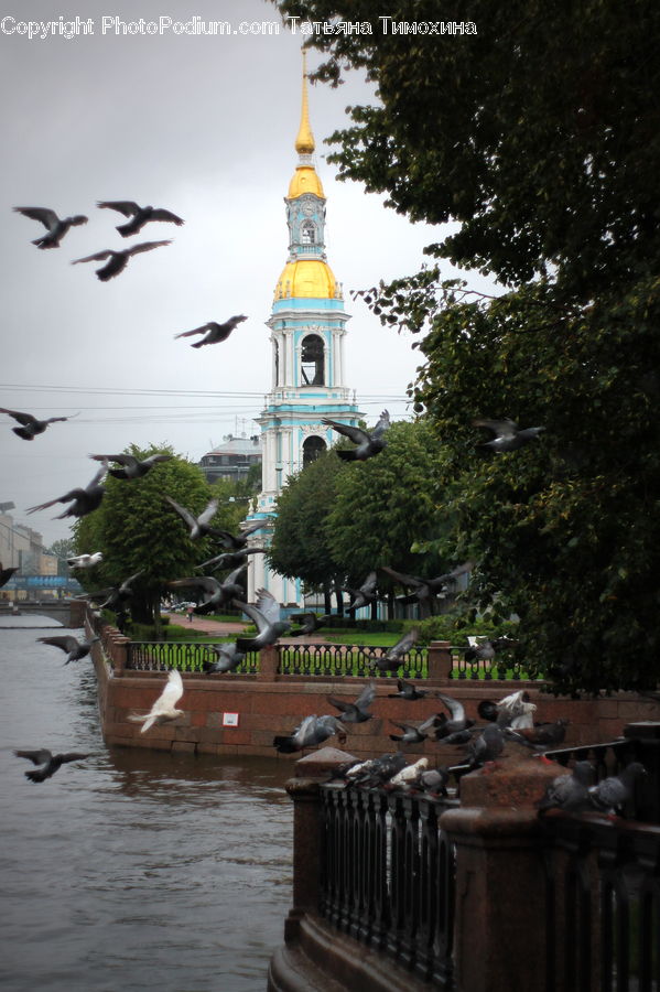 Bird, Pigeon, Architecture, Tower, Bell Tower, Clock Tower, Dove