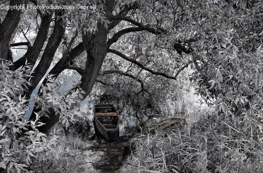 Frost, Ice, Outdoors, Snow, Oak, Tree, Wood